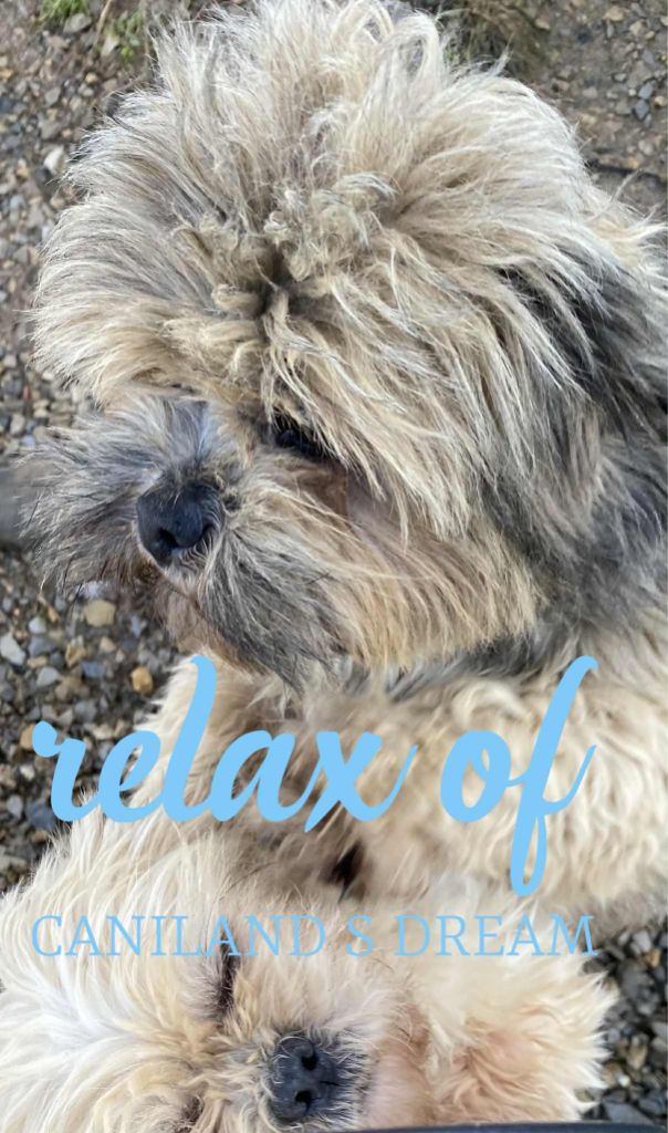 Relax of caniland's dream
