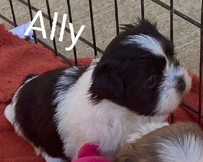 Ally