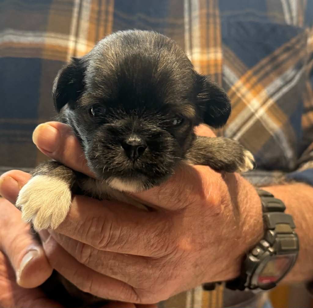 Des Coquins D'Occitanie - Chiots disponibles - Lhassa Apso